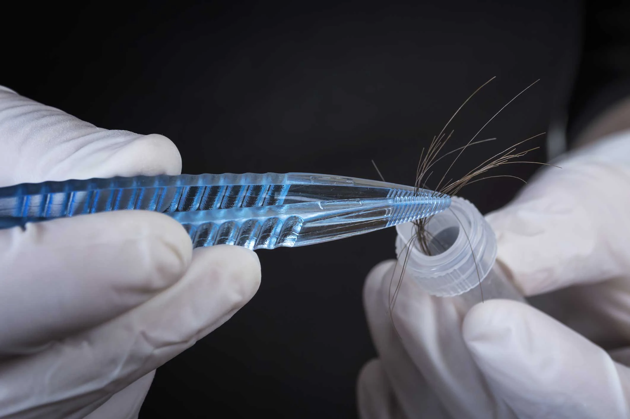 Des cheveux utilisés pour un test capillaire